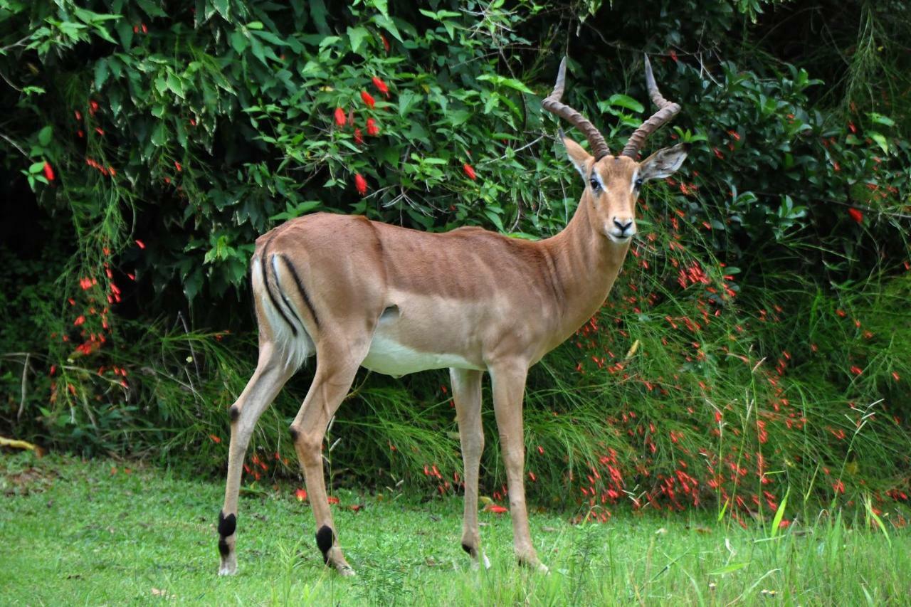 האזיביו Kruger Park Lodge Unit No. 243 מראה חיצוני תמונה